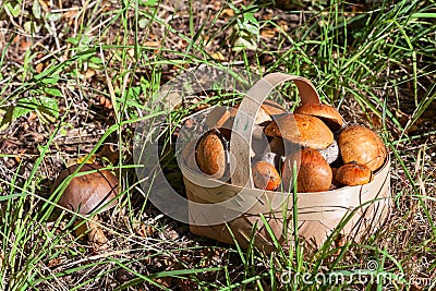 Red and orange mushrooms in the birchbark basket in forest on the land Stock Photo