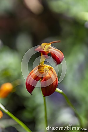 Red orange orchid flowers Stock Photo