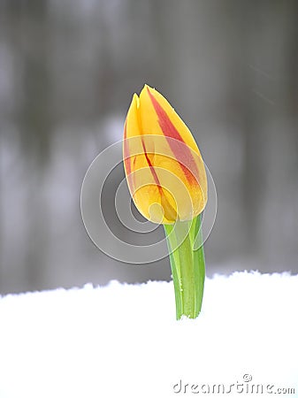 Red and orange tulip Stock Photo