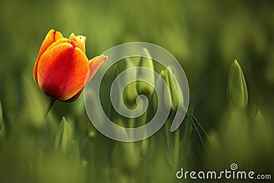 Red and orange tulip bloom, red beautiful tulips field in spring time with sunlight, floral background, garden scene, Holland, Net Stock Photo