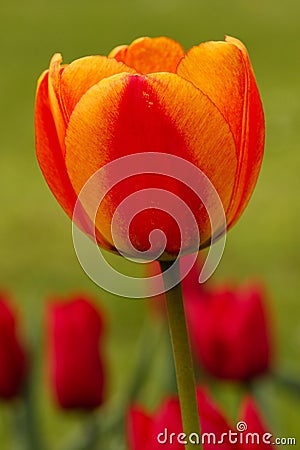 Red and Orange Tulip Portrait Stock Photo