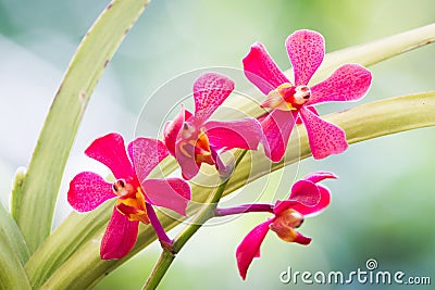 Red orchid flowers Stock Photo