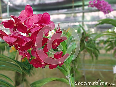 Red orchids bloom beautifully in the garden, branches of orchid flowers. Stock Photo