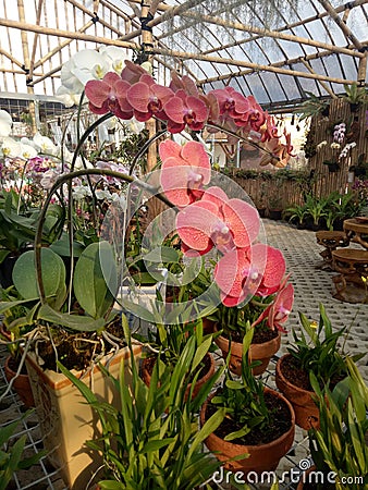 Red orchids in a closed garden Stock Photo