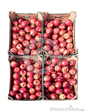 Red organic apples in four cardboard boxes isolated on a white b Stock Photo
