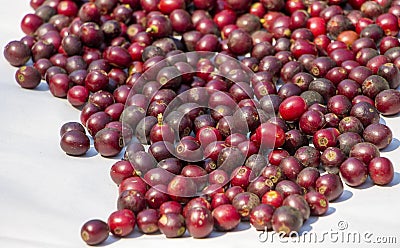 Red organic arabica coffee cherry drying in a natural process under the sunlight in a coffee farm of northern Thailand Stock Photo
