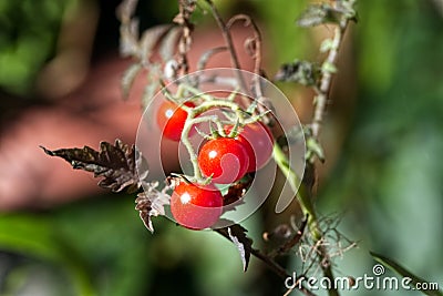 Red organic tomatoes in the garden Stock Photo