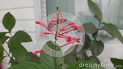 A red ornamental flower with green leaves that look like matchstick stems. Stock Photo