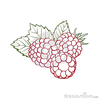 Red outline raspberries with green leaves closeup on a white bac Vector Illustration