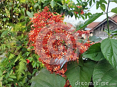 red pagoda or saraca asoca flowers blooming on their stems Editorial Stock Photo