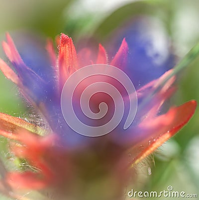 Red Paintbrush with Purple Prunella Blurr Stock Photo