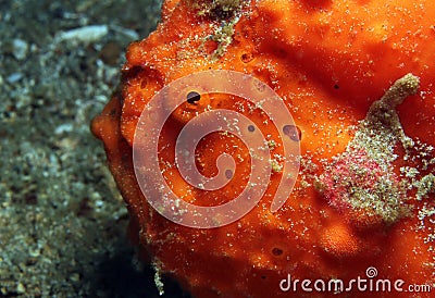 Red Painted Frogfish Stock Photo