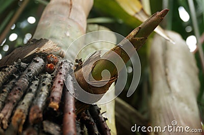 Cyrtostachys lakka Becc or lipstick palm tree Stock Photo