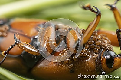 Red-Palm Weevil with babie Stock Photo