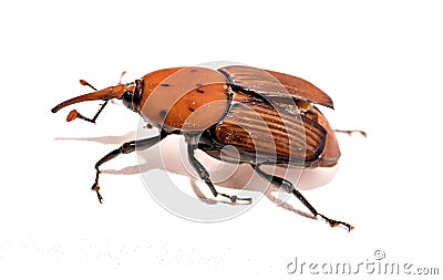 The red palm weevil Rhynchophorus ferrugineus isolated on white Stock Photo