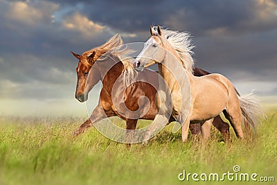 Red and palomino horse Stock Photo