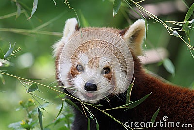 Red panda Stock Photo