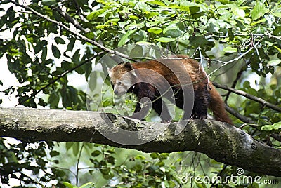 Red Panda Stock Photo