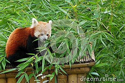 Red panda Stock Photo