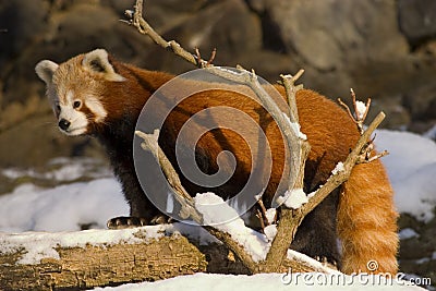 Red panda (Ailurus fulgens) Stock Photo