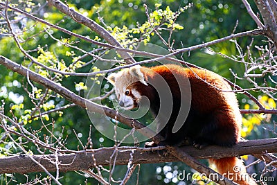 Red Panda - Ailurus fulgens Stock Photo