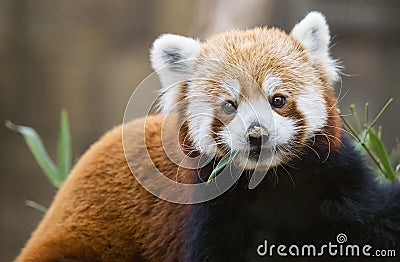 Red panda Ailurus fulgens Stock Photo