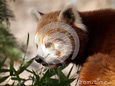 Red panda, Ailurus fulgens Stock Photo