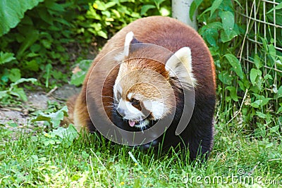 Red Panda in Toronto Zoo Ontario Canada Stock Photo