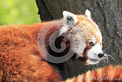 Red Panda bear close-up sitting on a tree with green background Stock Photo