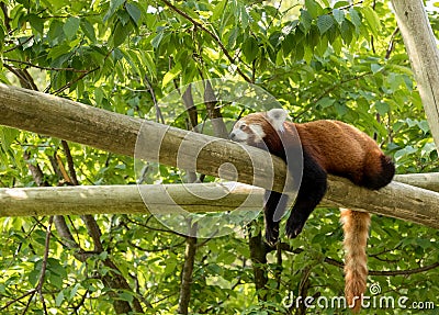 Red panda bear resting on a log, looking depressed and tired. Green forest in the background. Stock Photo