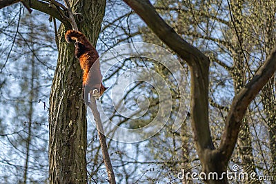 Red panda climbing down from the tree Stock Photo