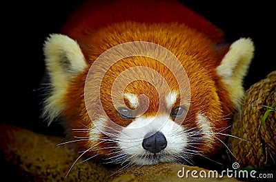 Red panda Stock Photo