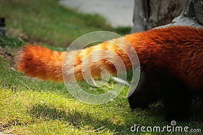 Red panda fluffy tail Stock Photo