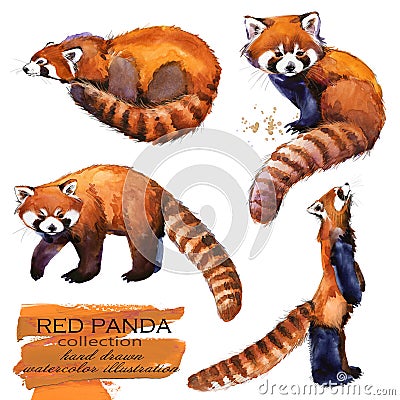 Red Panda hand drawn watercolor illustration Cartoon Illustration