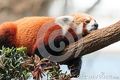 Red Panda Lazing Stock Photo