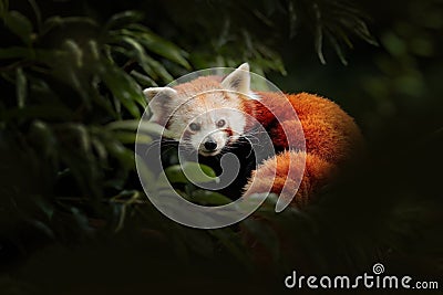 Red panda lying on the tree with green leaves. Ailurus fulgens, detail face portrait of animal from China. Wildlife scene from Stock Photo