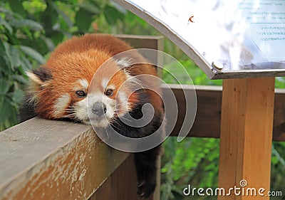 Red panda in park of Chengdu Stock Photo