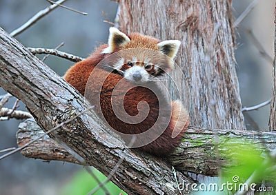 Red panda perched in tree,sichuan,southern china Stock Photo