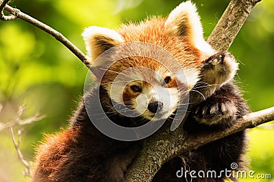 Red Panda Resting Stock Photo