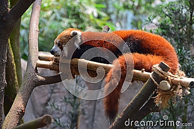 Red Panda Resting on Man Made Bamboo Support Stock Photo