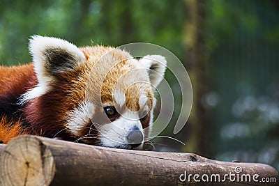 Red Panda Resting Stock Photo