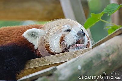 Red panda resting Stock Photo