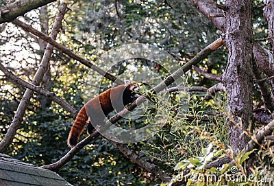 Red Panda Scaling a Tree at Edinburgh Zoo, Scotland, a Rare and Endangered Species Stock Photo