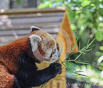 Red Panda side portrait Stock Photo