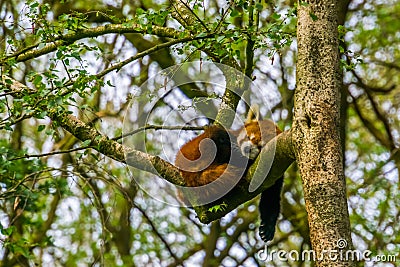 Red panda sleeping high in a tree, Endangered animal specie from Asia Stock Photo