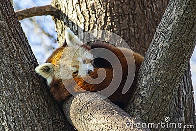 Red Panda sleeping in a tree Stock Photo