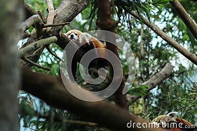 Red Panda sleeping Stock Photo