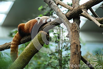 Red Panda sleeping Stock Photo