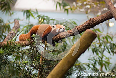 Red Panda sleeping Stock Photo