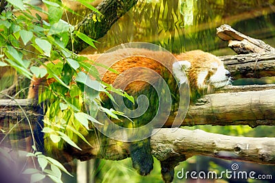 Red panda sleeps sweetly on a tree behind glass Stock Photo